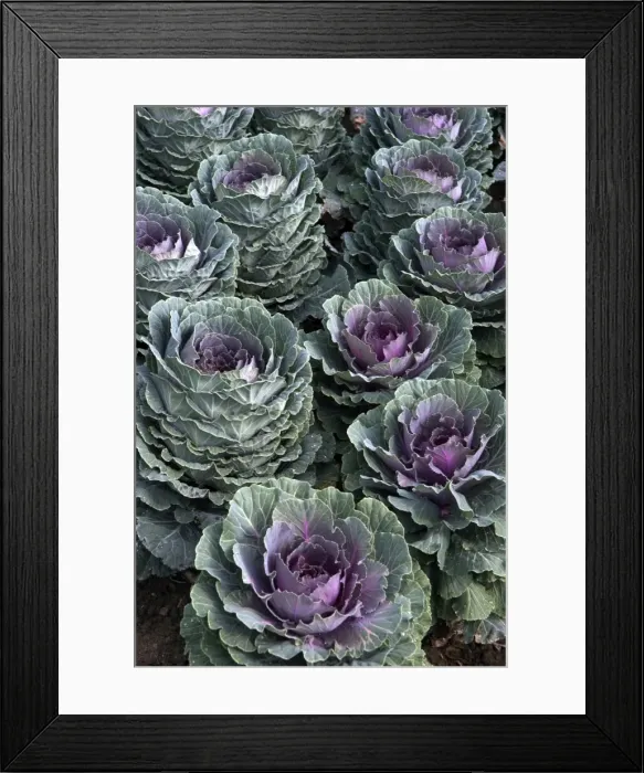 Framed Print : Group of ornamental cabbage - used quite impressively in garden parterres. September Loire, France Framed Print : Group of ornamental cabbage - used quite impressively in garden parterres. September Loire, France