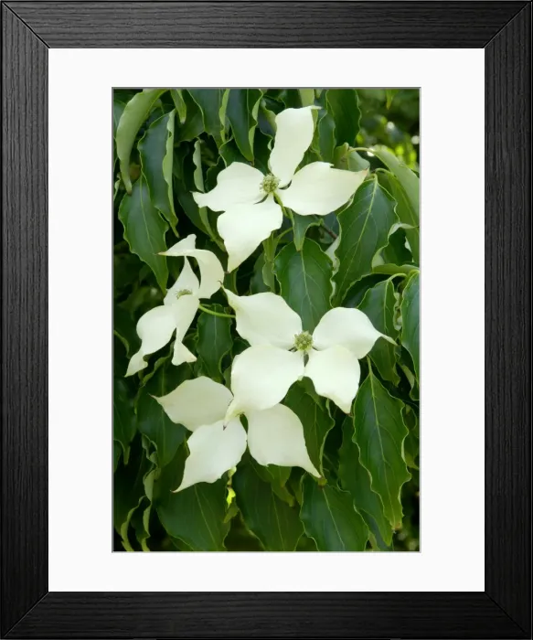 Framed Print : Cornus kousa var. chinensis. (Dogwood) Quite a splendid sized tree in a Devon garden, UK. June Framed Print : Cornus kousa var. chinensis. (Dogwood) Quite a splendid sized tree in a Devon garden, UK. June