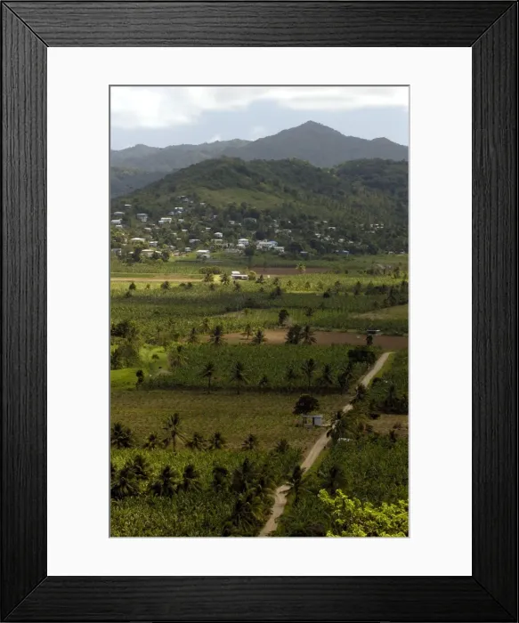 Framed Print : Banana Plantation St. Lucia Framed Print : Banana Plantation St. Lucia