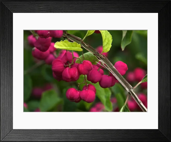 Framed Print : Euonymous phellomanus - fruits of large deciduous shrub, September E. Sussex garden Framed Print : Euonymous phellomanus - fruits of large deciduous shrub, September E. Sussex garden