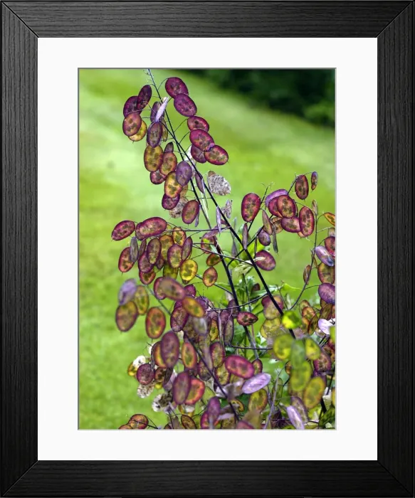 Framed Print : Honesty seedpods have magical summer colour - July Frequently used for indoor decoration Seed pods of Lunaria annua Kent Garden, UK Framed Print : Honesty seedpods have magical summer colour - July Frequently used for indoor decoration Seed pods of Lunaria annua Kent Garden, UK