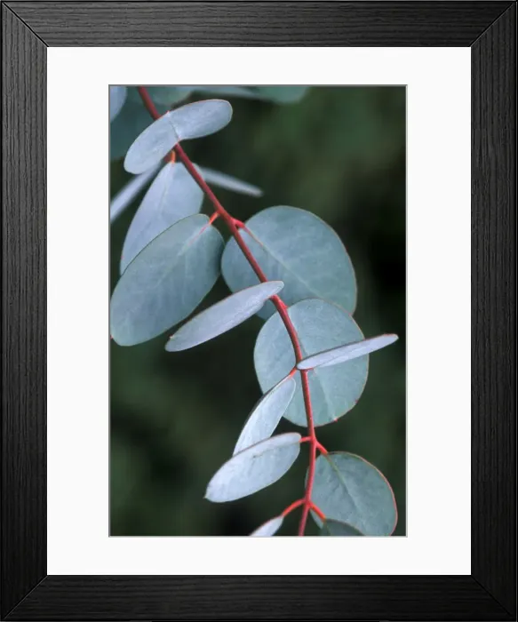Framed Print : Cider Gum leaves - December Kent garden, UK Framed Print : Cider Gum leaves - December Kent garden, UK