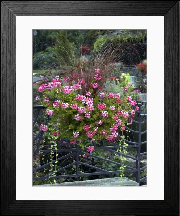 Framed Print : Town floral display - tasteful mix of Geranium & grasses - September Loire, France Framed Print : Town floral display - tasteful mix of Geranium & grasses - September Loire, France