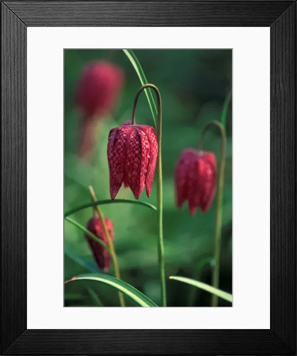 Framed Print : Snake's head Fritillary / Chequered Lily / Guinea / Hen Flower / April West Sussex garden, UK Framed Print : Snake's head Fritillary / Chequered Lily / Guinea / Hen Flower / April West Sussex garden, UK