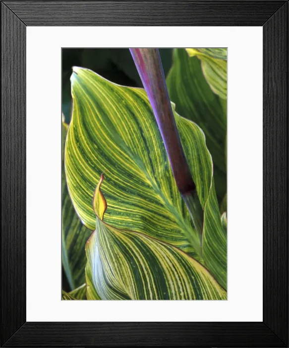 Framed Print : Canna Striata - October Kent garden, UK Framed Print : Canna Striata - October Kent garden, UK