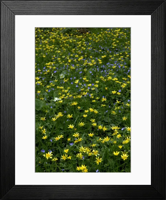 Framed Print : Lesser celandine & Slender speedwell (Veronica filiformis) - a mix of two perennials in shady areas on woodland fringes. Gloucestershire arboretum. April. UK Framed Print : Lesser celandine & Slender speedwell (Veronica filiformis) - a mix of two perennials in shady areas on woodland fringes. Gloucestershire arboretum. April. UK