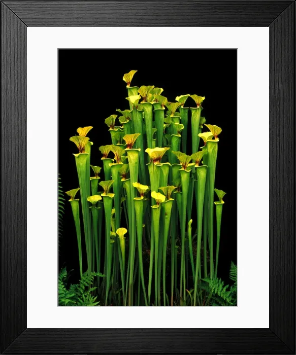 Framed Print : Yellow Pitcher Plant / Trumpets - CV Maxima Picture taken at Chelsea Flower Show, UK Framed Print : Yellow Pitcher Plant / Trumpets - CV Maxima Picture taken at Chelsea Flower Show, UK