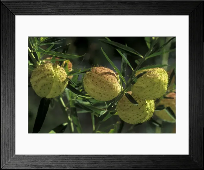 Framed Print : Swan Plant / Balloon Flower - inflated globose seed pods. Becoming popular for floral decoration. Distribution includes New Zealand - February Botanical Garden, South Africa Framed Print : Swan Plant / Balloon Flower - inflated globose seed pods. Becoming popular for floral decoration. Distribution includes New Zealand - February Botanical Garden, South Africa