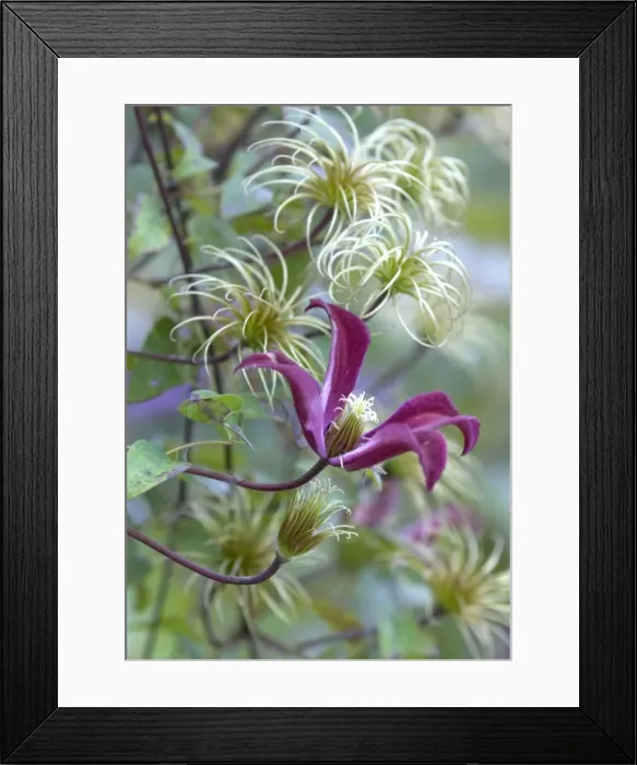Framed Print : Clematis Gravetye Beauty with adjacent seed-heads. September E. Sussex garden, UK Framed Print : Clematis Gravetye Beauty with adjacent seed-heads. September E. Sussex garden, UK