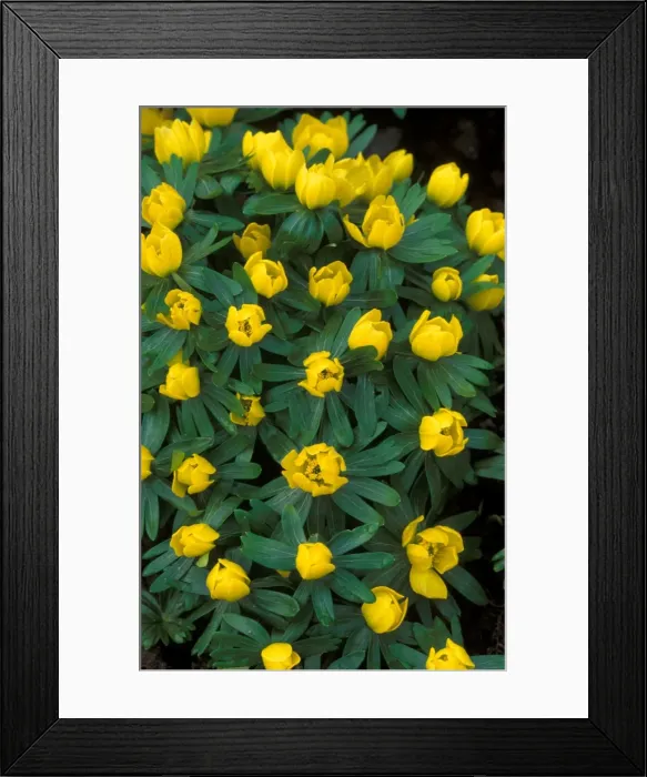 Framed Print : Winter Aconite - Make floral carpet beneath trees - hardy, winter / spring flowering perennials. UK. January Framed Print : Winter Aconite - Make floral carpet beneath trees - hardy, winter / spring flowering perennials. UK. January