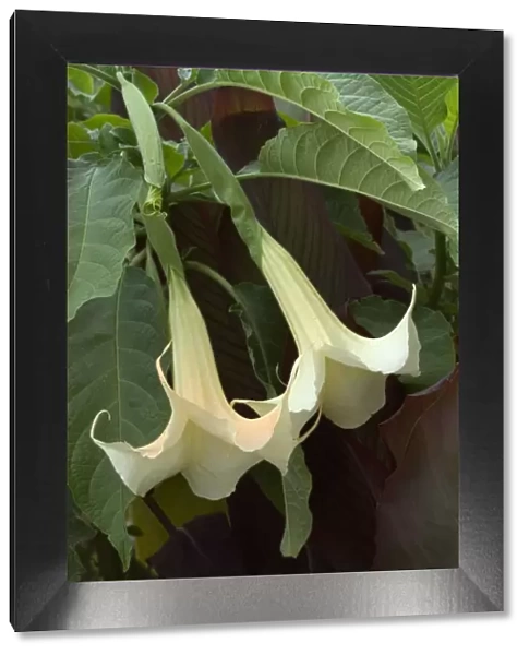 Brugmansia  /  Datura x candida - Town floral display. September. Loire, France