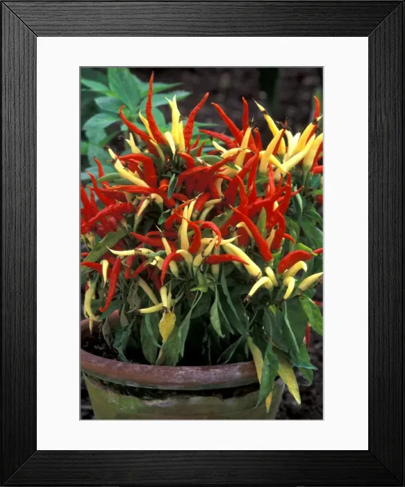 Framed Print : Pepper - Medusa (under glass) in a beautifully restored Victorian greenhouse at West Dean Gardens, West Sussex. UK. September Framed Print : Pepper - Medusa (under glass) in a beautifully restored Victorian greenhouse at West Dean Gardens, West Sussex. UK. September