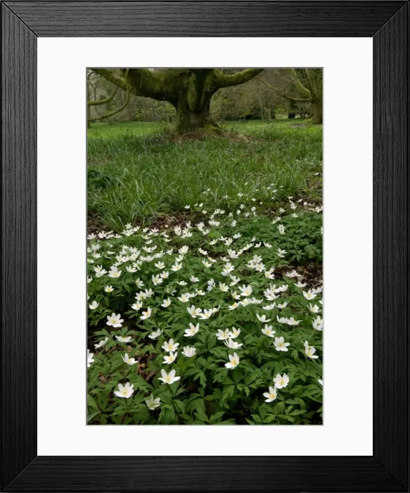 Framed Print : Wood Anemone - A woodland plant growing from a rhizome. Occasionaly flushed pink. Gloucestershire Arboretum. April. UK Framed Print : Wood Anemone - A woodland plant growing from a rhizome. Occasionaly flushed pink. Gloucestershire Arboretum. April. UK