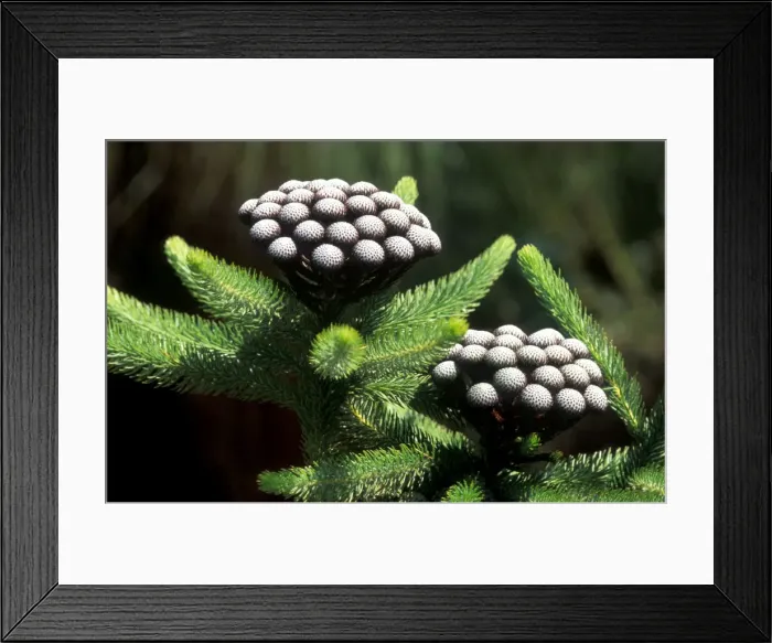 Framed Print : White-trailing Pincushion - February Kirstenbosch Botanical Gardens, Cape Town, South Africa Framed Print : White-trailing Pincushion - February Kirstenbosch Botanical Gardens, Cape Town, South Africa