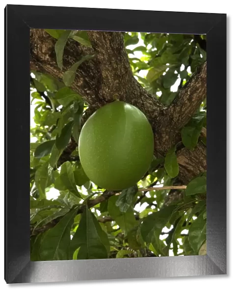 Fruit of Calabash Tree - National Tree of St. Lucia Windward Isands. February
