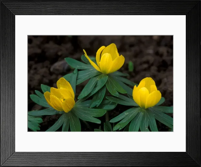 Framed Print : Winter Aconite - Make floral carpet beneath trees - hardy, winter / spring flowering perennials. UK. January Framed Print : Winter Aconite - Make floral carpet beneath trees - hardy, winter / spring flowering perennials. UK. January