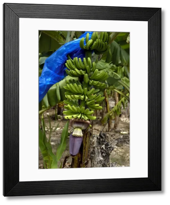 Framed Print : Banana Tree - This bunch of bananas has almost reached the development stage to require bagging. The plastic cover protects the fruit from damage prior to exportation. St. Lucia, Windward Islands Framed Print : Banana Tree - This bunch of bananas has almost reached the development stage to require bagging. The plastic cover protects the fruit from damage prior to exportation. St. Lucia, Windward Islands