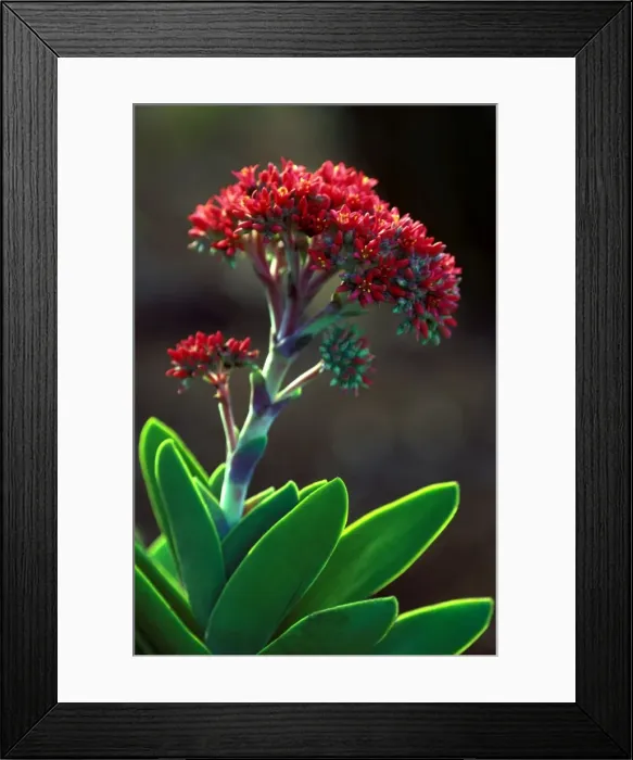 Framed Print : Crassula Perfoliata var. Minor - February Kirstenbosch Botanical Gardens, Cape Town, South Africa Framed Print : Crassula Perfoliata var. Minor - February Kirstenbosch Botanical Gardens, Cape Town, South Africa