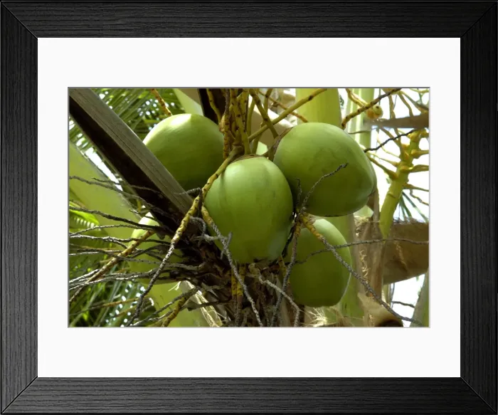 Framed Print : Fruits of Calabash Tree - National Tree of St. Lucia Windward Islands. February Framed Print : Fruits of Calabash Tree - National Tree of St. Lucia Windward Islands. February