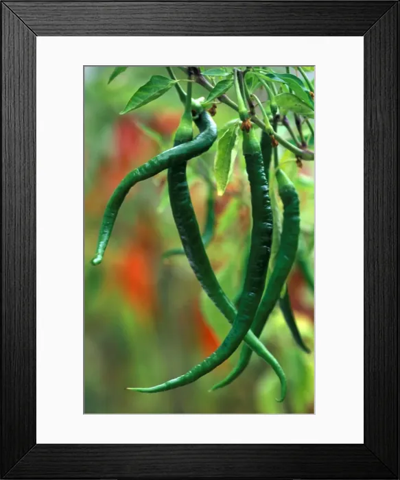 Framed Print : Pepper - Whippet's Tail (under glass) in beautifully restored Victorian greenhouses at West Dean Gardens, West Sussex. UK. Sept Framed Print : Pepper - Whippet's Tail (under glass) in beautifully restored Victorian greenhouses at West Dean Gardens, West Sussex. UK. Sept