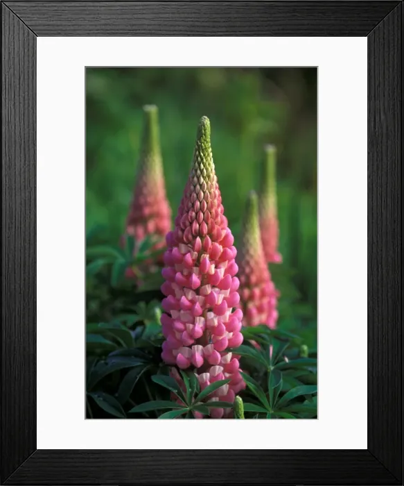 Framed Print : Lupins Le Chatelaine - May Kent garden. UK Framed Print : Lupins Le Chatelaine - May Kent garden. UK