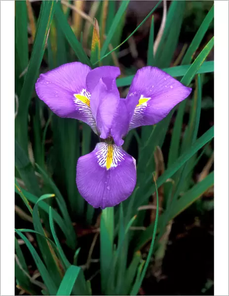 Iris - close-up Winter flowering, January, UK