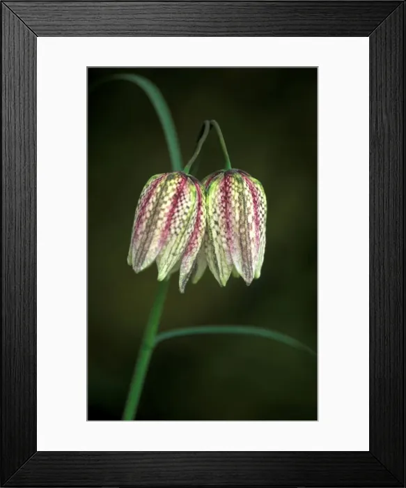 Framed Print : Snake's head Fritillary / Chequered Lily / Guinea / Hen Flower - An unusual colour mix of the more common pinkish purple and Alba pure white - April West Sussex Garden, UK Framed Print : Snake's head Fritillary / Chequered Lily / Guinea / Hen Flower - An unusual colour mix of the more common pinkish purple and Alba pure white - April West Sussex Garden, UK