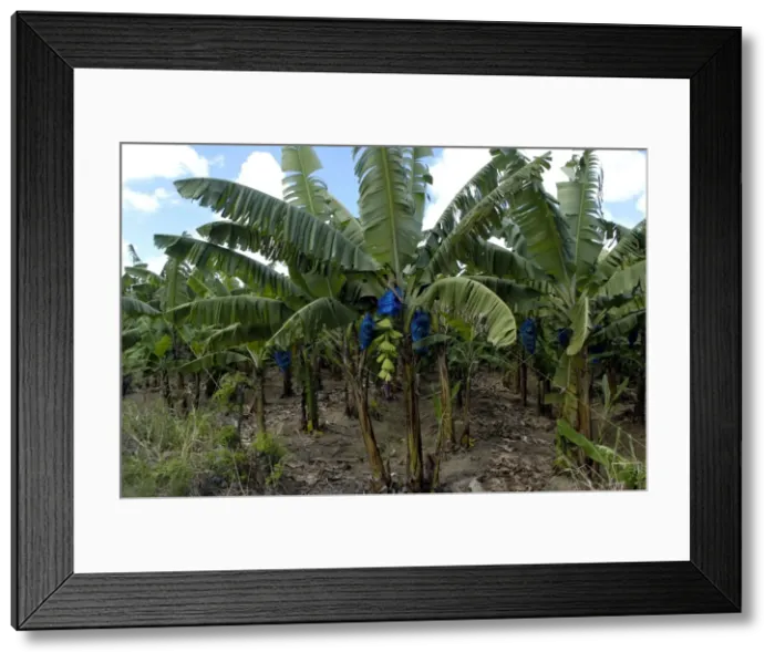 Framed Print : Banana Tree - Small part of banana plantation. All fruit destined for export are bagged for protection and to maintain quality. St. Lucia's major export. Windward Islands. February Framed Print : Banana Tree - Small part of banana plantation. All fruit destined for export are bagged for protection and to maintain quality. St. Lucia's major export. Windward Islands. February