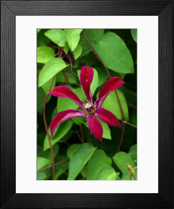 Framed Print : Gravetye Beauty - This clematis flowers from mid summer to late Autumn. Ideal for scrambling over shrubs etc. East Sussex garden, UK. July Framed Print : Gravetye Beauty - This clematis flowers from mid summer to late Autumn. Ideal for scrambling over shrubs etc. East Sussex garden, UK. July