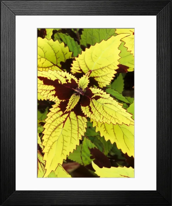 Framed Print : Coleus Pineapple - (under glass) in beautiful Victorian greenhouses at West Dean Gardens, West Sussex. UK. September Framed Print : Coleus Pineapple - (under glass) in beautiful Victorian greenhouses at West Dean Gardens, West Sussex. UK. September