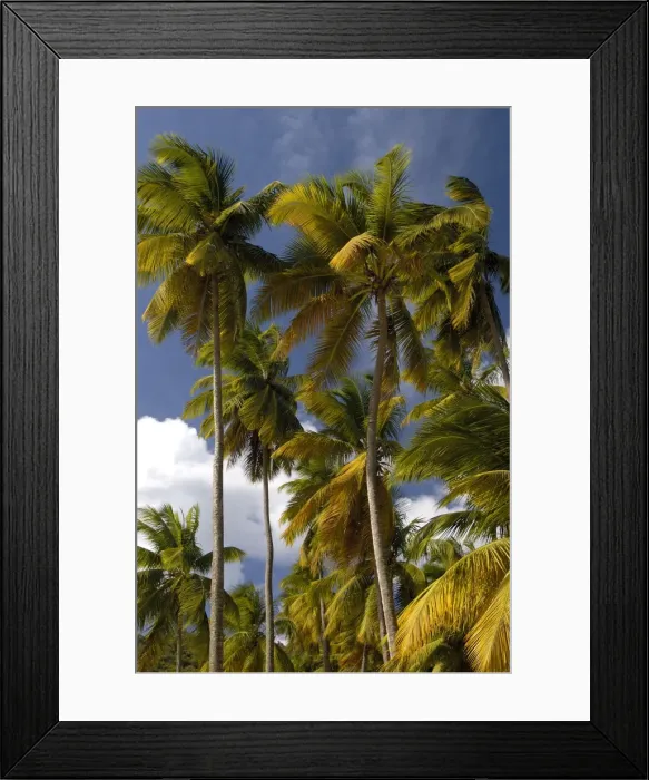 Framed Print : Palm Trees - Group of palm trees on Marigot Bay. St. Lucia, Windward Islands Framed Print : Palm Trees - Group of palm trees on Marigot Bay. St. Lucia, Windward Islands