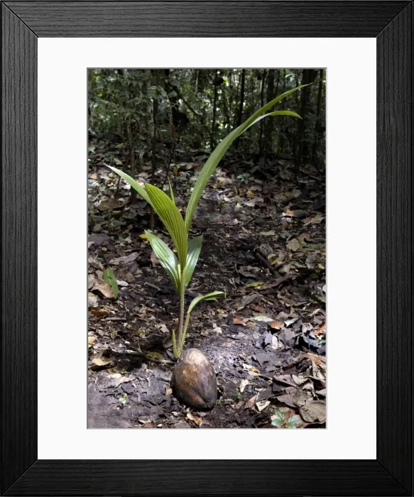 Framed Print : Coconut rooting in the rainforest of St. Lucia, Windward Islands. February Framed Print : Coconut rooting in the rainforest of St. Lucia, Windward Islands. February