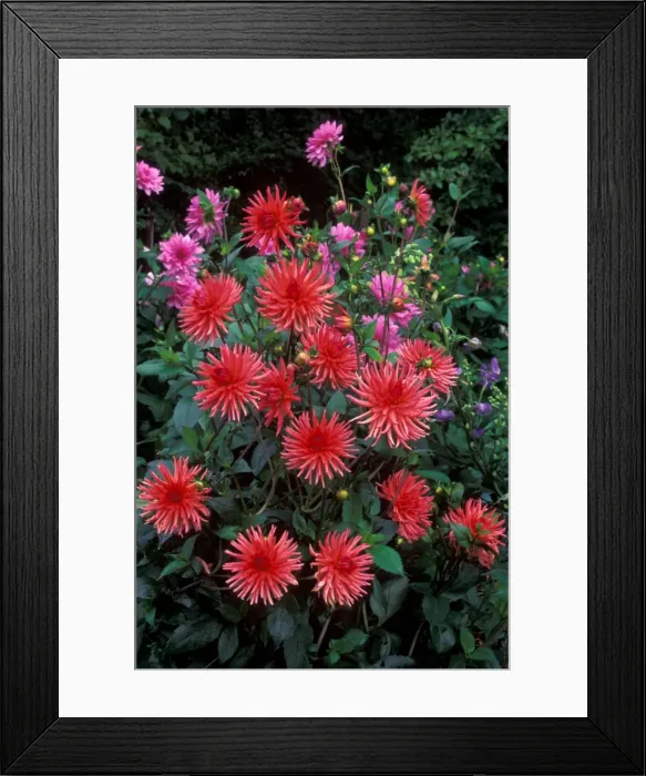 Framed Print : Dahlia - Pontiac - Victorian walled Kitchen garden at West Dean Gardens, West Sussex. UK. September Framed Print : Dahlia - Pontiac - Victorian walled Kitchen garden at West Dean Gardens, West Sussex. UK. September