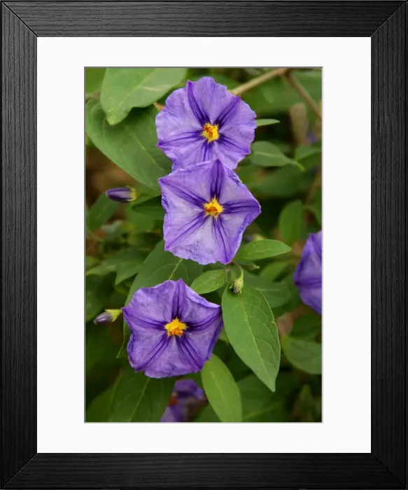 Framed Print : Solanum lidii - photographed in the wild on south mountain slopes of Gran Canaria - rare in dry, rocky areas. February Framed Print : Solanum lidii - photographed in the wild on south mountain slopes of Gran Canaria - rare in dry, rocky areas. February