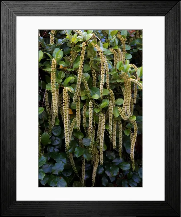 Framed Print : Itea ilicifolia - An evergreen bushy shrub. The long catkin-like racemes appear in mid summer to late Autumn. Kent garden, UK - August