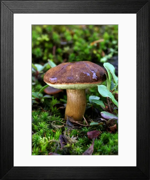 Framed Print : Bay Boletus - Habitat in mixed woods. Bedgebury Pinetum - Kent, UK. October. Good to eat and usually free of maggots Framed Print : Bay Boletus - Habitat in mixed woods. Bedgebury Pinetum - Kent, UK. October. Good to eat and usually free of maggots