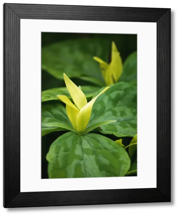 Framed Print : Trillium chloropetalum - a herbaceous perennial that likes moist shady sites. Kent garden, UK. May Framed Print : Trillium chloropetalum - a herbaceous perennial that likes moist shady sites. Kent garden, UK. May
