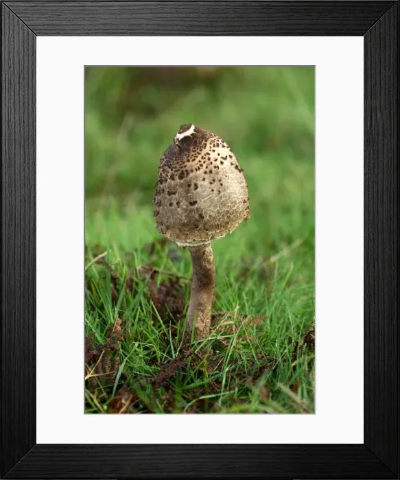 Framed Print : Parasol Mushroom - Habitat - in open woods & pastures. Kent deer park, UK. October. Edibility - excellent Framed Print : Parasol Mushroom - Habitat - in open woods & pastures. Kent deer park, UK. October. Edibility - excellent