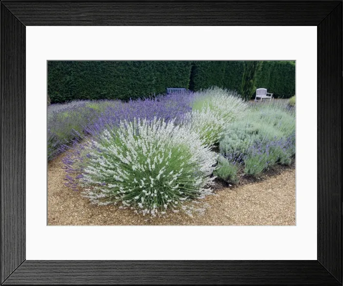 Framed Print : Impress Purple, Sussex, Lullingstone Castle & Seal Downderry Nursery hold the National Collection of Lavenders. Kent, UK July Framed Print : Impress Purple, Sussex, Lullingstone Castle & Seal Downderry Nursery hold the National Collection of Lavenders. Kent, UK July