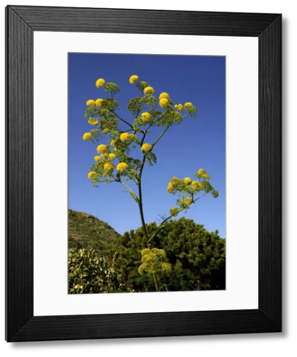 Framed Print : Ferula linkii - a tall perennial herb in full flower. Height up to 3m. Botanical Gardens. Las Palmas, Gran Canaria. February. Endemic to the Canary Islands Framed Print : Ferula linkii - a tall perennial herb in full flower. Height up to 3m. Botanical Gardens. Las Palmas, Gran Canaria. February. Endemic to the Canary Islands