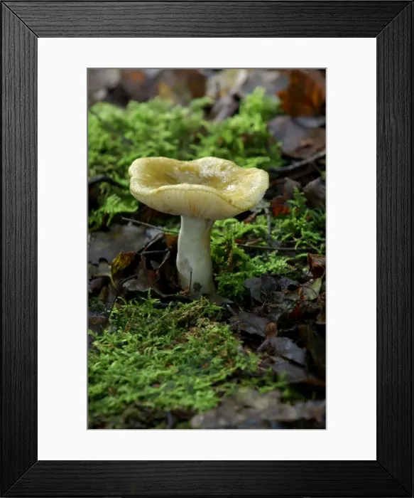 Framed Print : Fungi - Tricholoma sejunctum - Habitat - found in both deciduous and coniferous woods, particularly under oak and sweet chestnut. Kent Nature Park, UK. October. Possibly poisonous Framed Print : Fungi - Tricholoma sejunctum - Habitat - found in both deciduous and coniferous woods, particularly under oak and sweet chestnut. Kent Nature Park, UK. October. Possibly poisonous