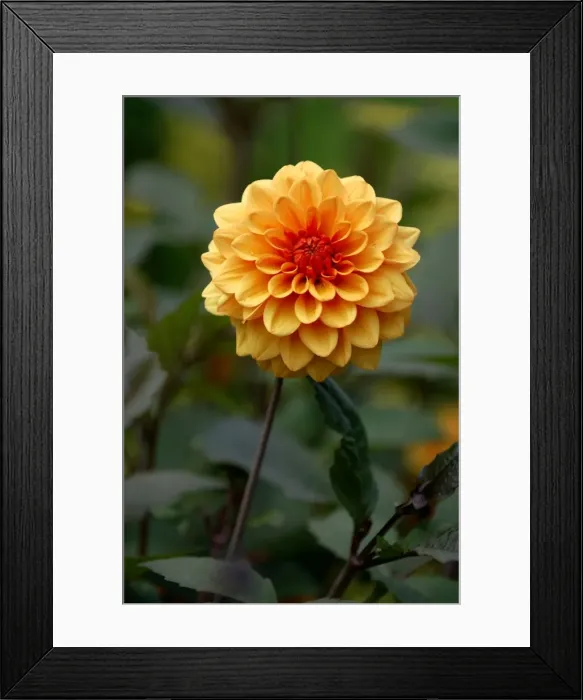 Framed Print : David Howard - This Dahlia is of the water-lily variety and miniature in size - approx 4 ins. wide. Kent, UK garden - August Framed Print : David Howard - This Dahlia is of the water-lily variety and miniature in size - approx 4 ins. wide. Kent, UK garden - August