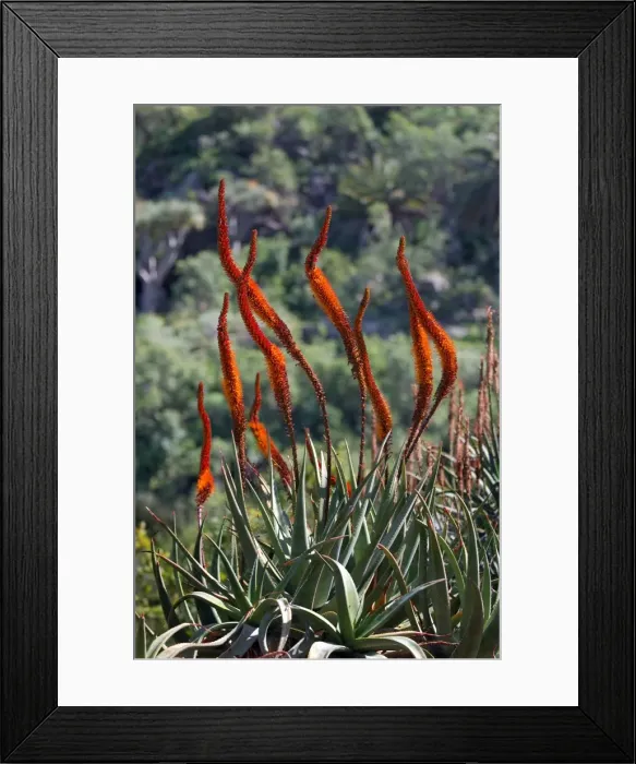 Framed Print : Aloe castanea - Botanical Gardens, Las Palmas, Gran Canaria - February. Clump-forming succulent perennial Framed Print : Aloe castanea - Botanical Gardens, Las Palmas, Gran Canaria - February. Clump-forming succulent perennial