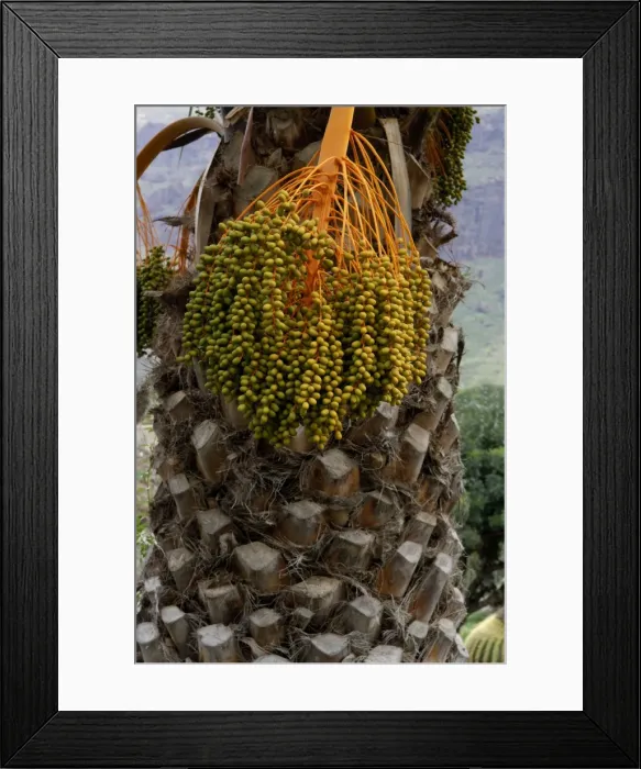Framed Print : Canary Island date palm - Endemic to the Canary Isles. Jardin de la Marquesa Botanical Gardens, Arucas, Gran Canaria. February Framed Print : Canary Island date palm - Endemic to the Canary Isles. Jardin de la Marquesa Botanical Gardens, Arucas, Gran Canaria. February