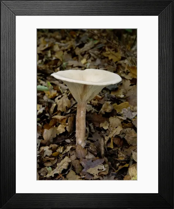 Framed Print : Fungi - Clitocybe geotropa - Habitat in open deciduous or mixed woodland or grassy clearings. Groombridge Woods, Kent, UK. October Framed Print : Fungi - Clitocybe geotropa - Habitat in open deciduous or mixed woodland or grassy clearings. Groombridge Woods, Kent, UK. October