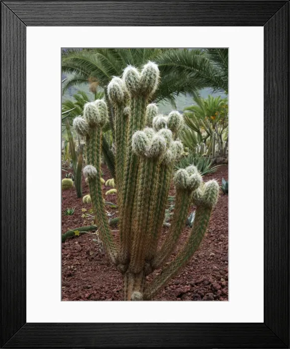 Framed Print : Cactus - Jardin de la Marquesa Botanical Gardens - the cactus garden of Gran Canaria. February Framed Print : Cactus - Jardin de la Marquesa Botanical Gardens - the cactus garden of Gran Canaria. February
