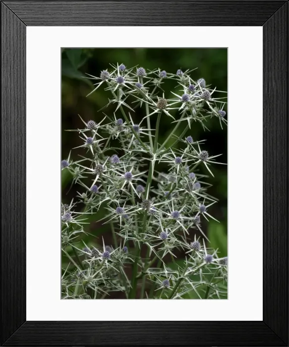 Framed Print : Fluela - Part evergreen, hardy perennial. East Sussex garden, UK. July Framed Print : Fluela - Part evergreen, hardy perennial. East Sussex garden, UK. July