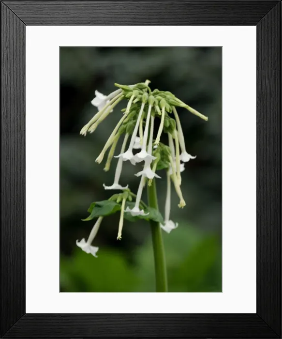 Framed Print : Tobacco Plant. Borne in clusters in late summer. Has pleasant smell. Kent garden, UK. July Framed Print : Tobacco Plant. Borne in clusters in late summer. Has pleasant smell. Kent garden, UK. July