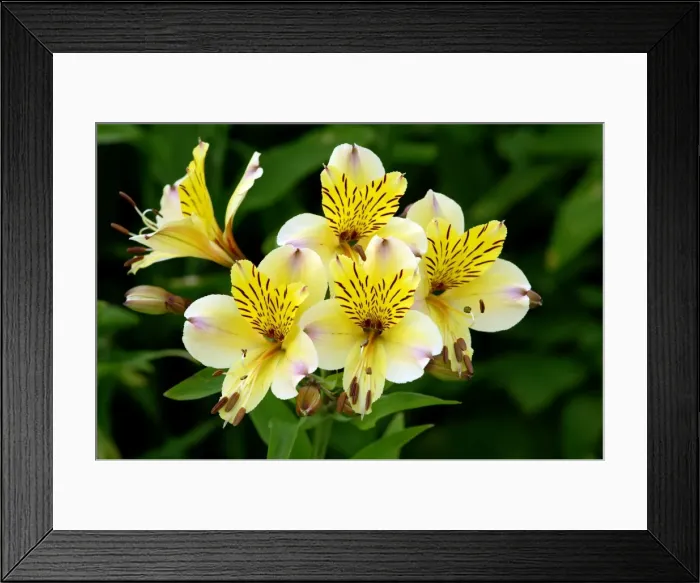 Framed Print : Alstroemeria Yellow Friendship - Kent garden, UK. June. This plant is an herbaceous perennial and native to S. America Framed Print : Alstroemeria Yellow Friendship - Kent garden, UK. June. This plant is an herbaceous perennial and native to S. America