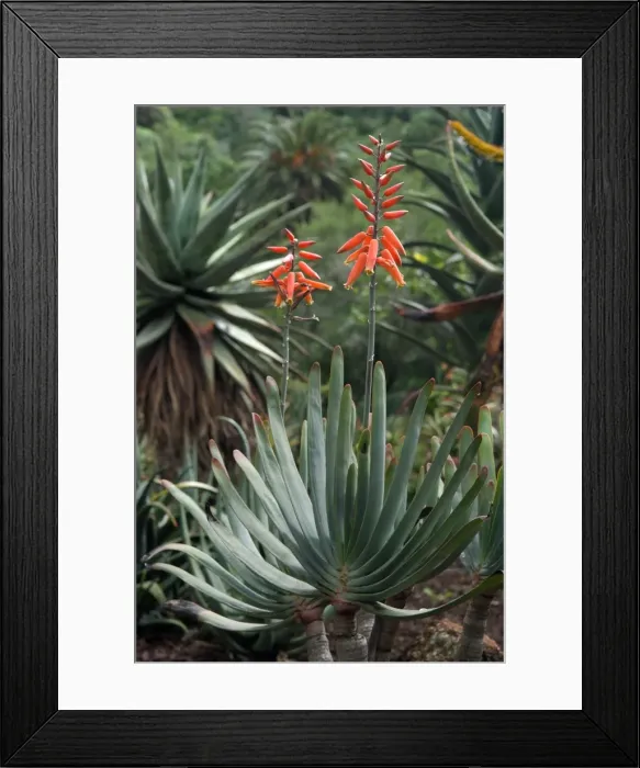 Framed Print : Fan Aloe - Botanical Gardens, Las Palmas, Gran Canaria. February. Succulent evergreen Framed Print : Fan Aloe - Botanical Gardens, Las Palmas, Gran Canaria. February. Succulent evergreen
